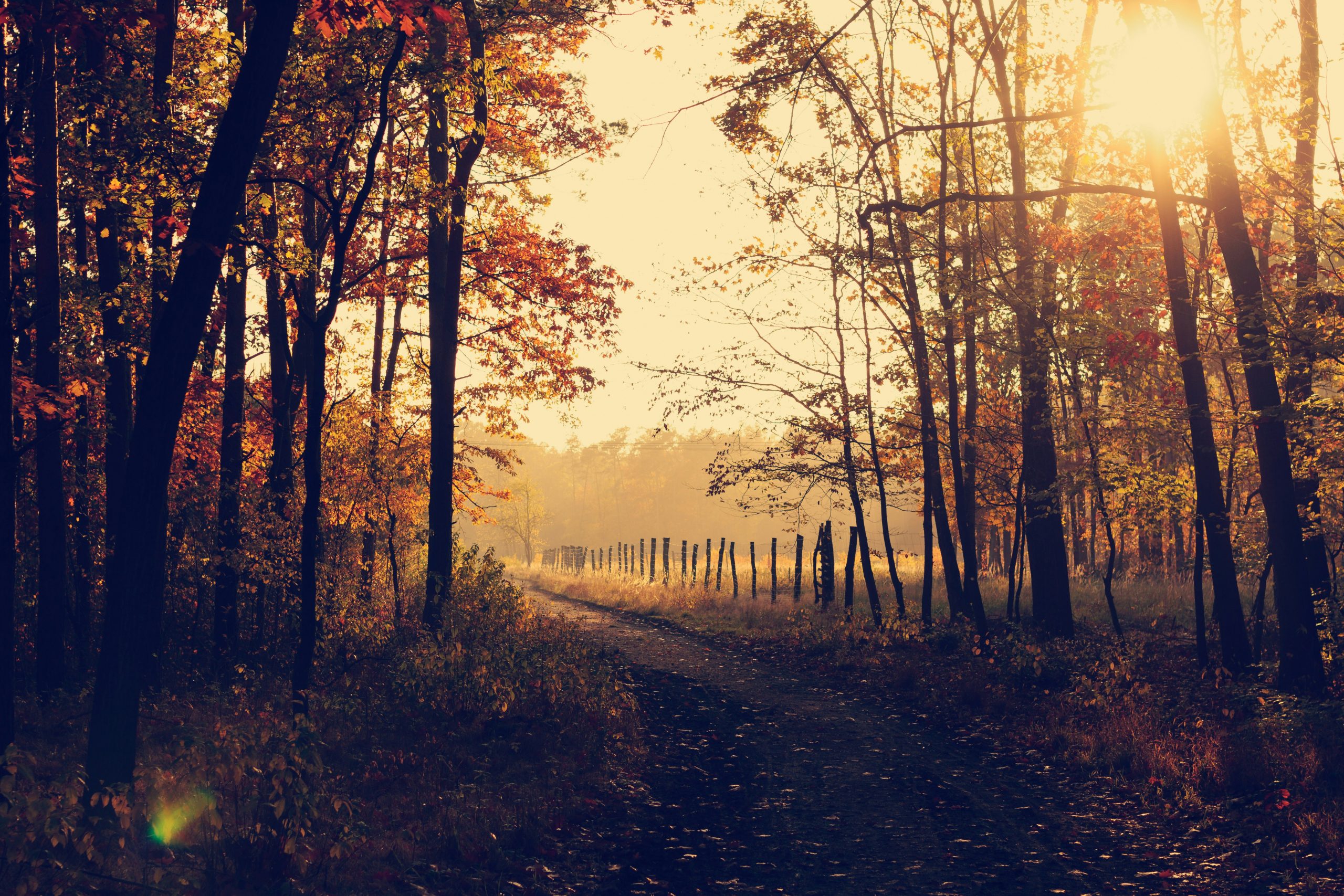 Autumn Image
